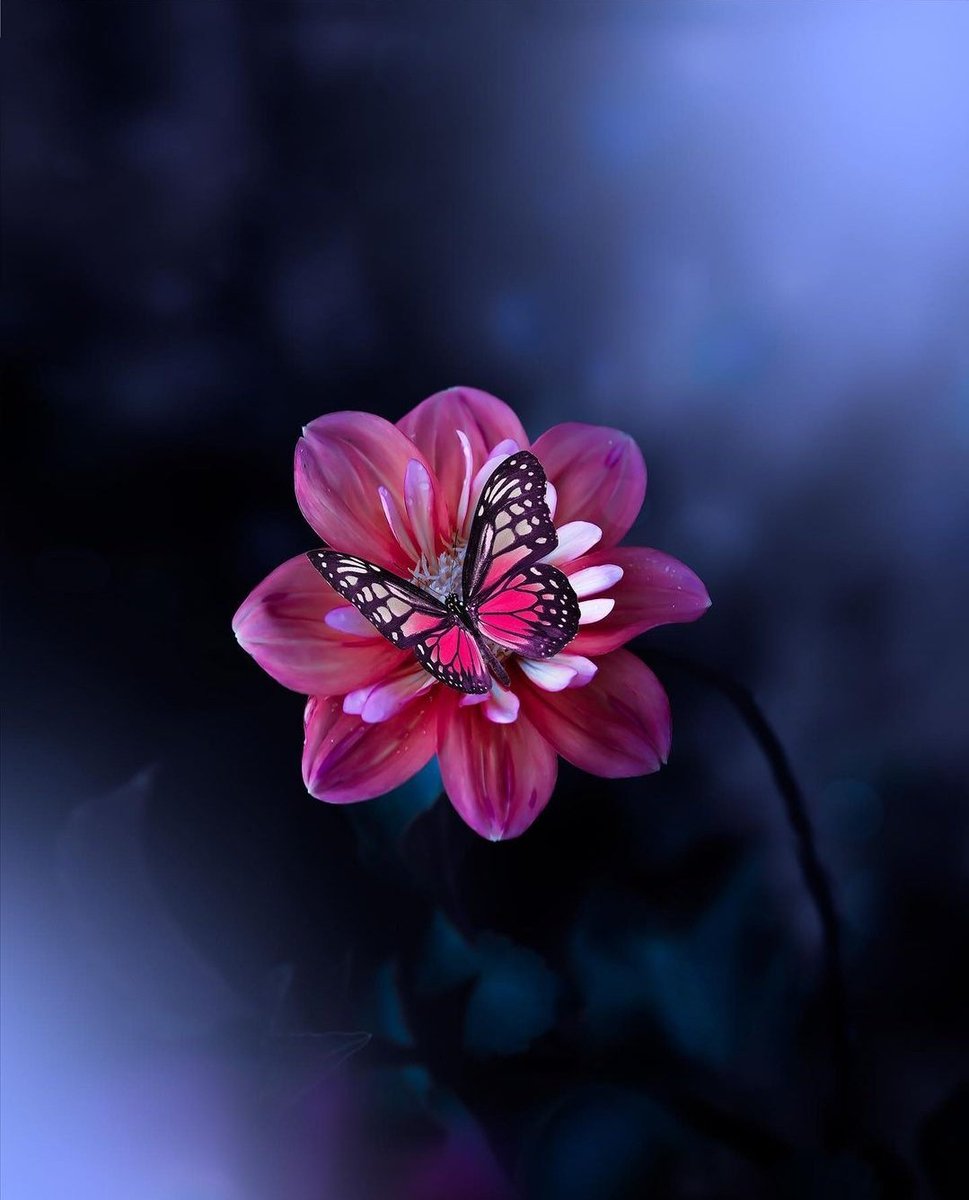 deepsoulnature's tweet photo. Love need no demands and no expectations, just sincerity And trust.💞 https://t.co/rvEzlty9ev