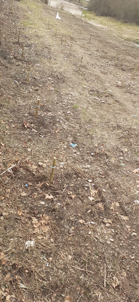 AAIRC2's tweet photo. El @cantabriaes quita la vegetación del Híjar, tal y como piden los expertos que han estudiado el río. Llega la @CH_Ebro y los vuelve a plantar, fomentando las futuras #inundaciones de #Reinosa 
Volvemos a solicitar auxilio a las administraciones
@PaulaFdezPRC 
@DefensorPuebloE https://t.co/6IsmygnjBE