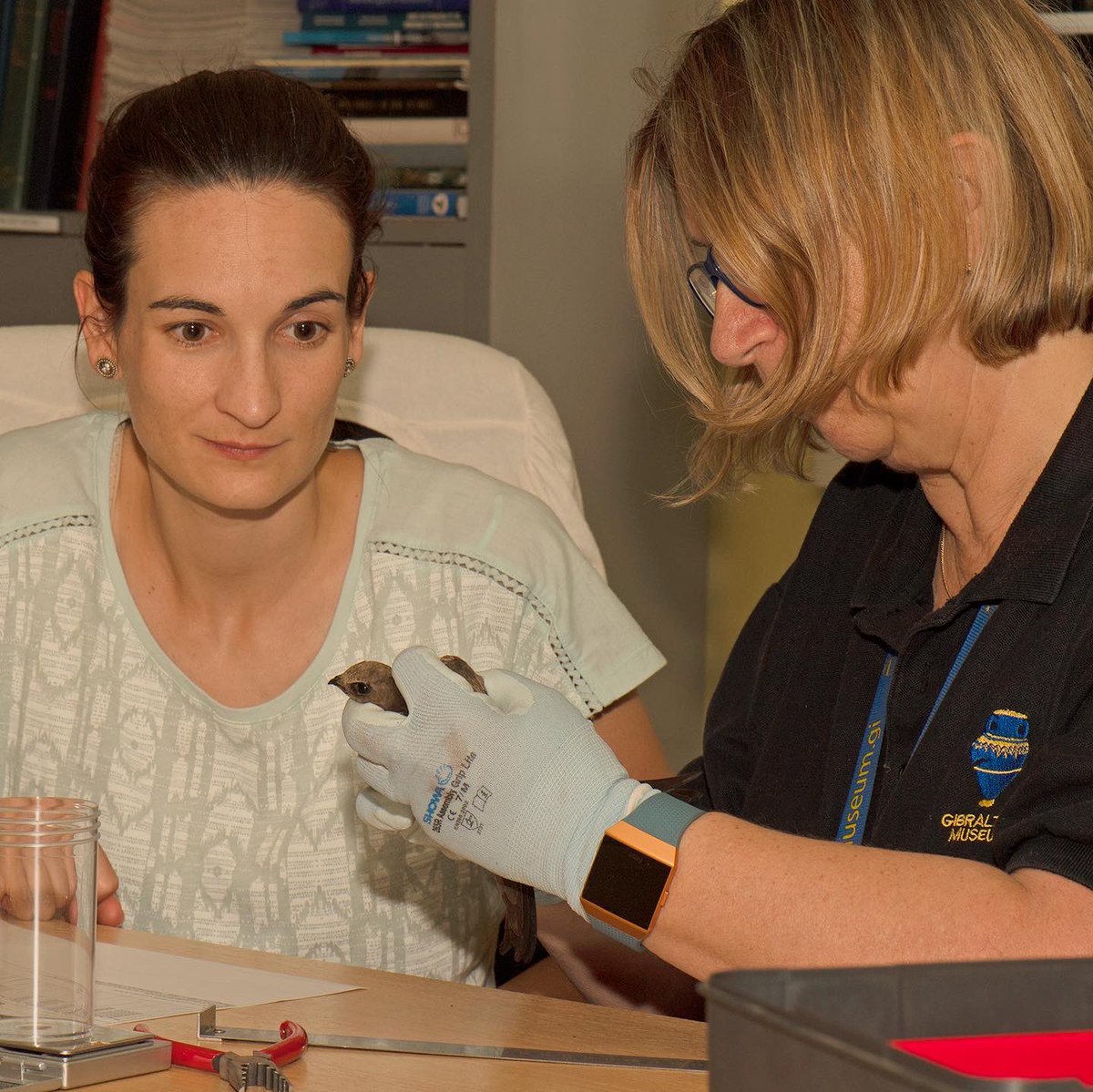 Today is #WomenInScienceDay! We are proud to work with some of the best #WomenScientists in #Gibraltar. Here is our Dr Rhian Guillem (@antqueeny) with Prof Geraldine Finlayson (@GibGerry) of the @GibraltarMuseum working together on a collaborative #research project on #swifts.