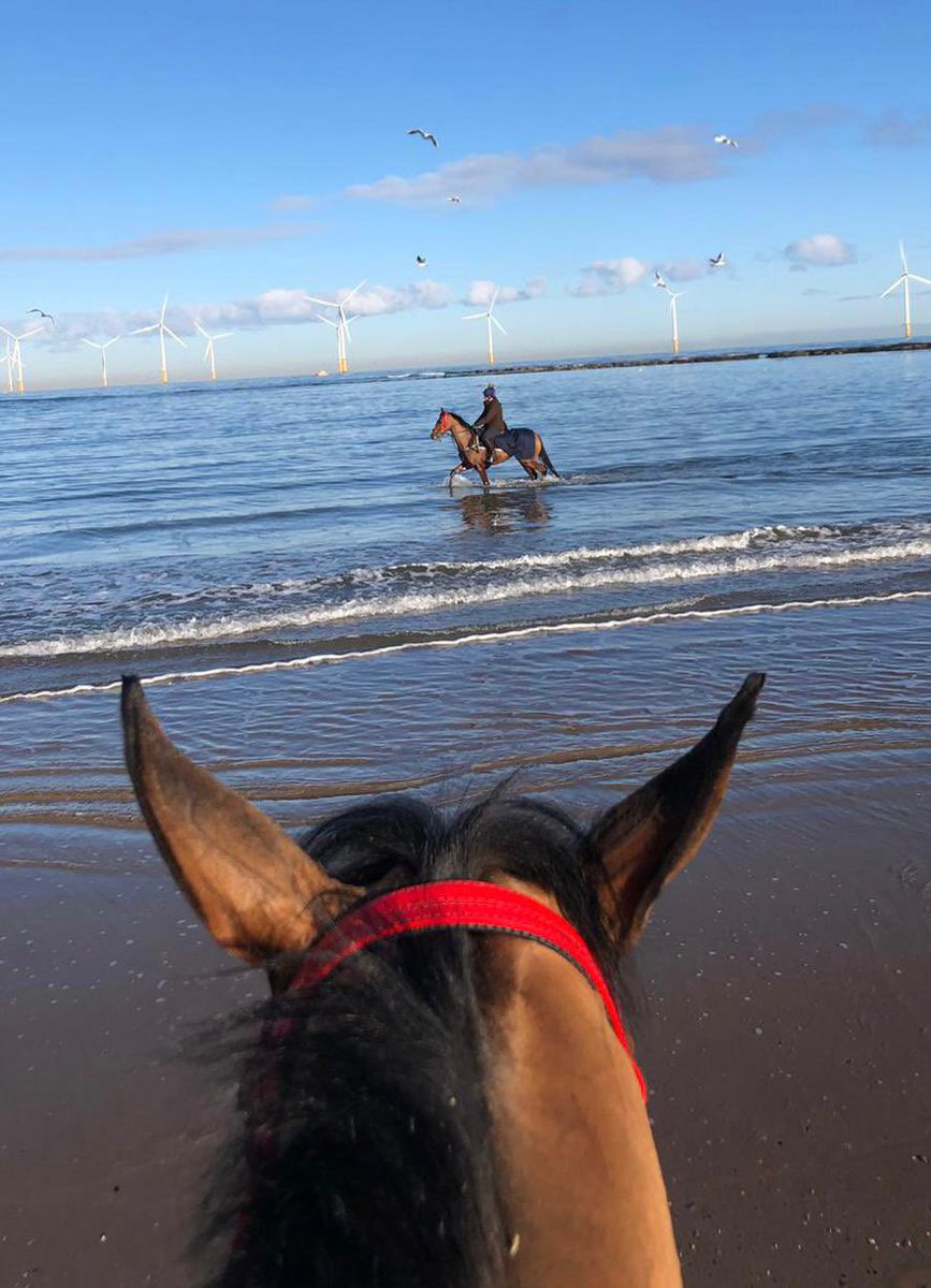 Oliver’s Island and Little Saint enjoying a day at the beach 🏖

Check out the video on our Instagram!