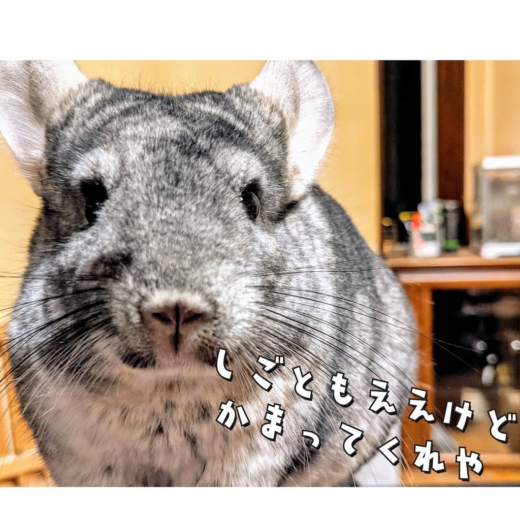 チンチラのバロン Auf Twitter いっぱいカイカイしてやりました チンチラ チンチラネズミ チンチラグラム チンチラのいる生活 チンチラ好きと繋がりたい チンチラのいる暮らし チンチラグレー Chinchilla Chinchillagram T Co F98om53xsd T チンチラのバロン Auf Twitter いっぱいカイカイしてやりました チンチラ チンチラネズミ チンチラグラム チンチラのいる生活 チンチラ好きと繋がりたい チンチラのいる暮らし チンチラグレー Chinchilla Chinchillagram T Co F98om53xsd T