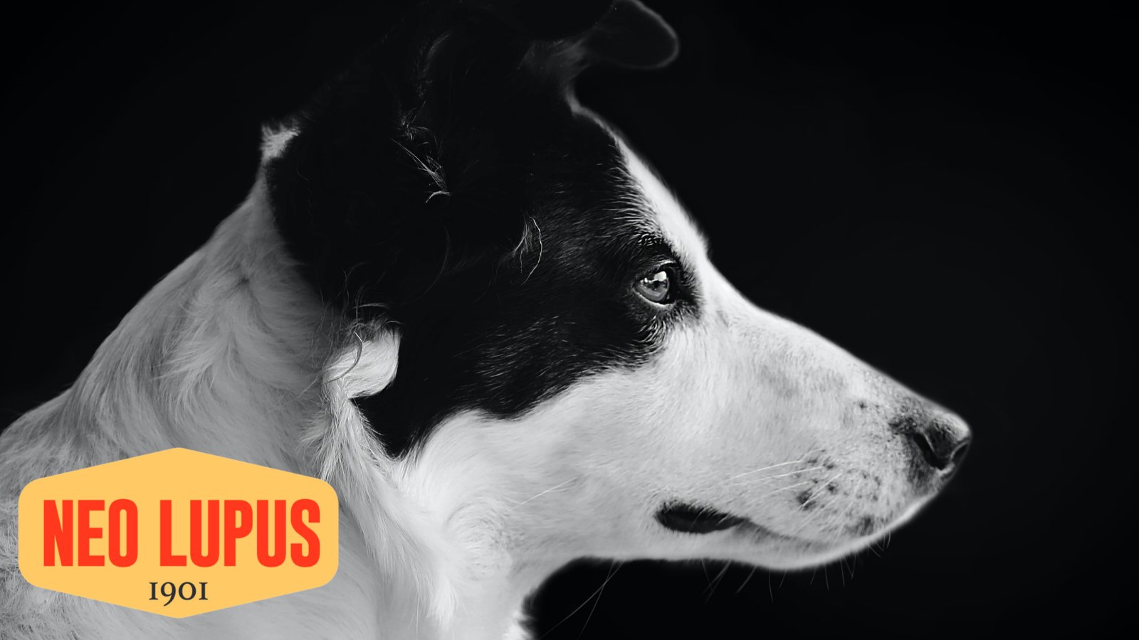 犬を飼ってる人と繋がりたい Twitter Search Twitter