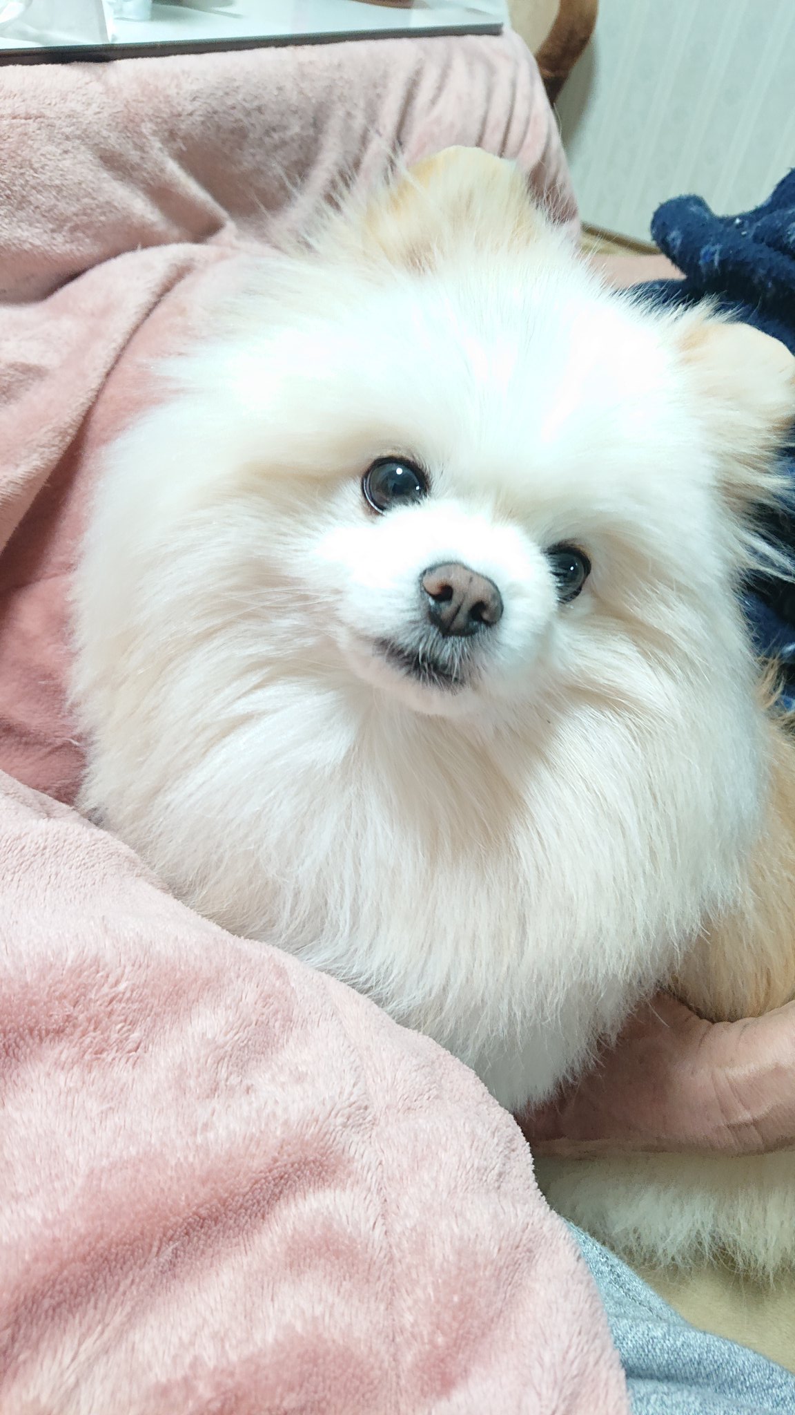 ムーファ ポメラニアン ムーファの日常 そんな可愛い顔しても 何もあげません 乂 ڼ No ポメラニアン あざと 可愛い T Co Pjh3dagfkf Twitter