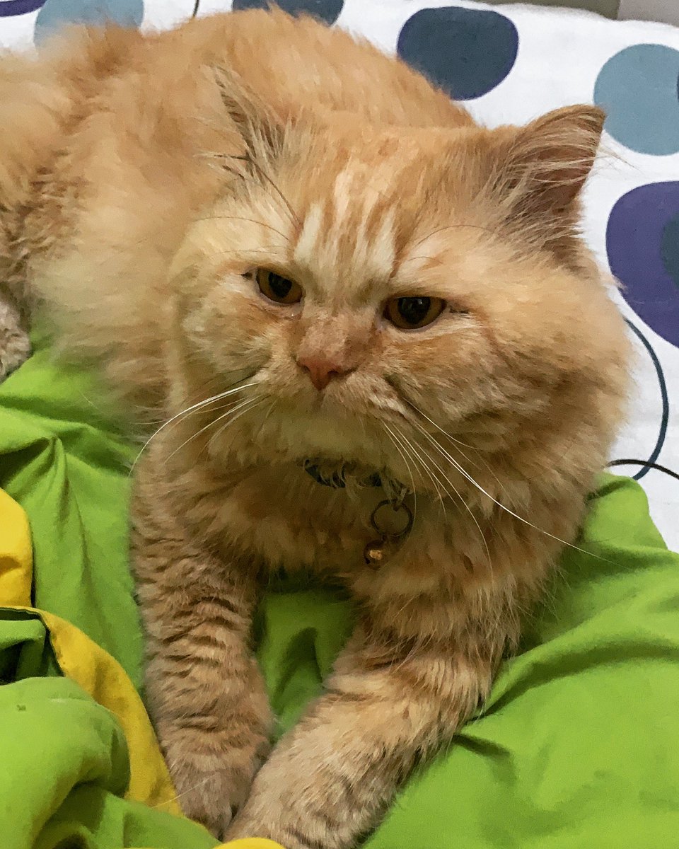SomeduttaR's tweet photo. Ari boy💕 #catsofinstagram #cats #CatsOnTwitter #CatSweat #catstagram #CatsMovie #catshuis #catshuisoverleg #catsjudgingkellyanne #catsjudgingmarjorie #catslife #catsnoirfriday https://t.co/h46NpAT0IL