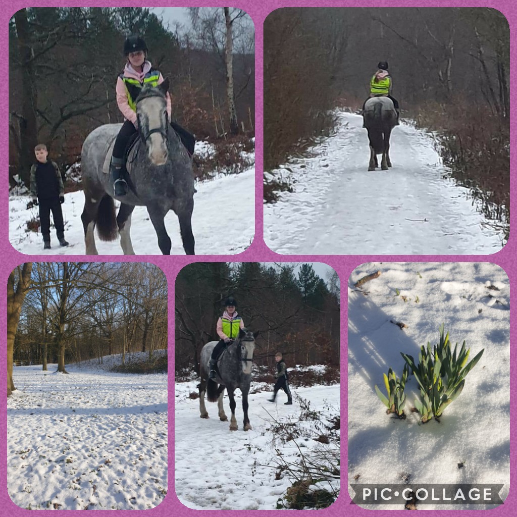 amyskitt20's tweet photo. @OfficialEcco Milly enjoyed her cold ride this morning 🐴🌱❄ https://t.co/I6IvqbhVRk