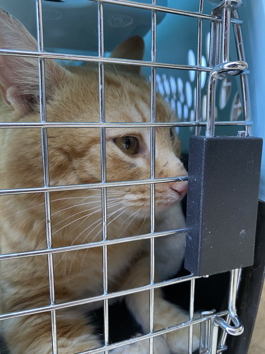 Rescueber tweet media