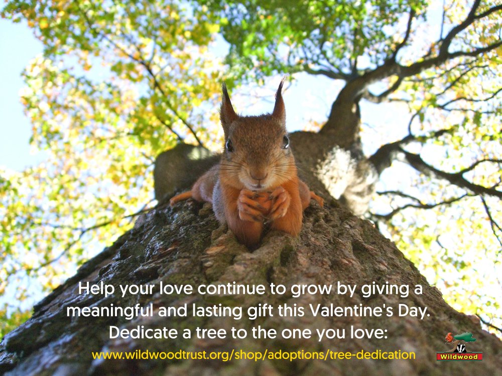 WildwoodTrust's tweet photo. 🌳Help your love continue to grow by giving a meaningful and lasting gift this Valentine's Day. 
Dedicate a tree to the one you love: 

See more ⤵️
https://t.co/xs6QXhWYxA

#treededication #wildlife #conservation #ValentinesDay2021 https://t.co/P5ZNNYdIEp