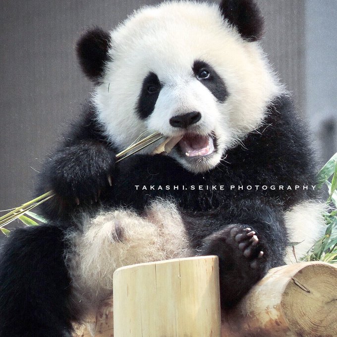 ジャイアントパンダのtwitterイラスト検索結果 古い順