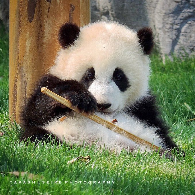 ジャイアントパンダのtwitterイラスト検索結果 古い順