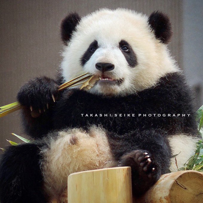 ジャイアントパンダのtwitterイラスト検索結果 古い順