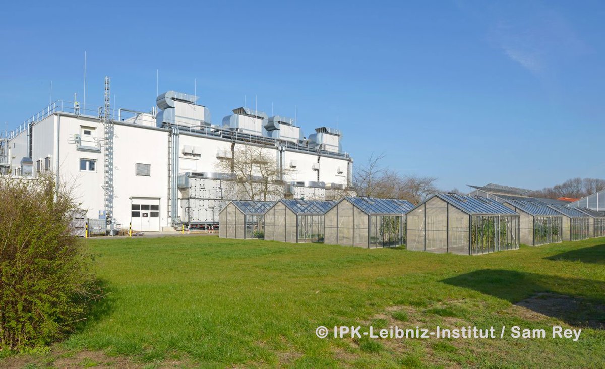 ResearchGermany's tweet image. Call is open for this #PhD position in the field of Plant #ReproductiveDevelopment at @IPKGatersleben - Take a look! 👉ow.ly/snwv50DxrEa #PhDGermany #Biology #Genetics #Biochemistry