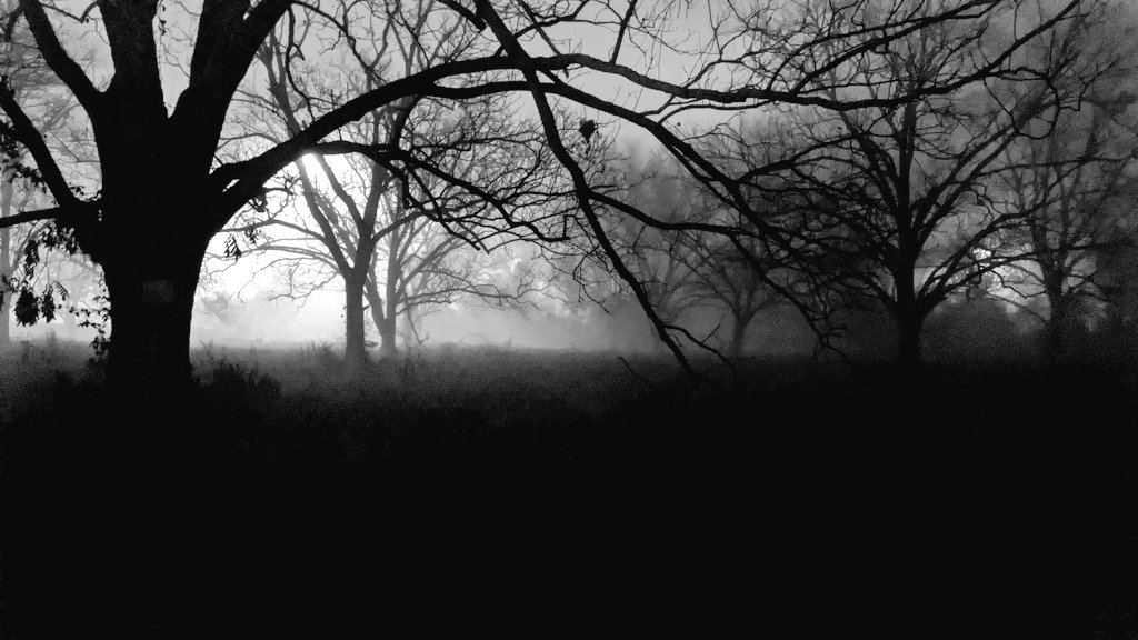 AprilMonstar's tweet image. Took these last night. The fog and trees practically begged me to.