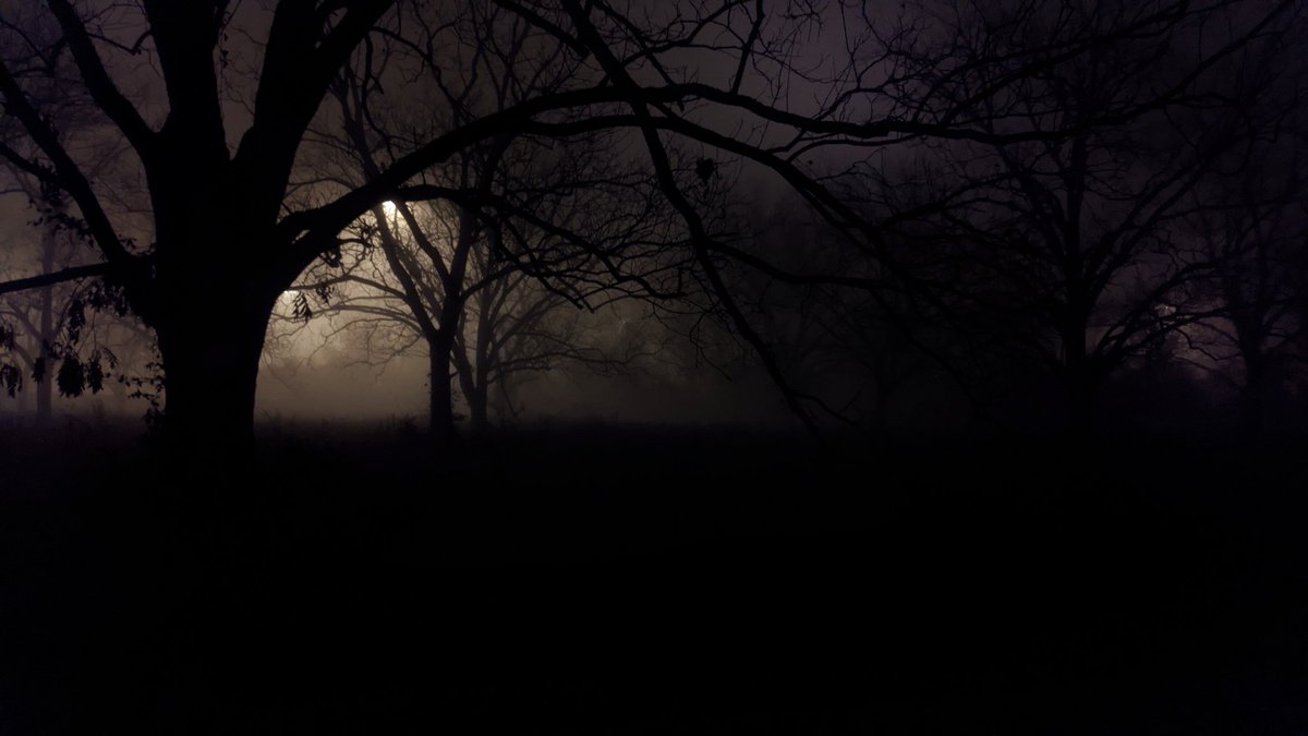AprilMonstar's tweet image. Took these last night. The fog and trees practically begged me to.