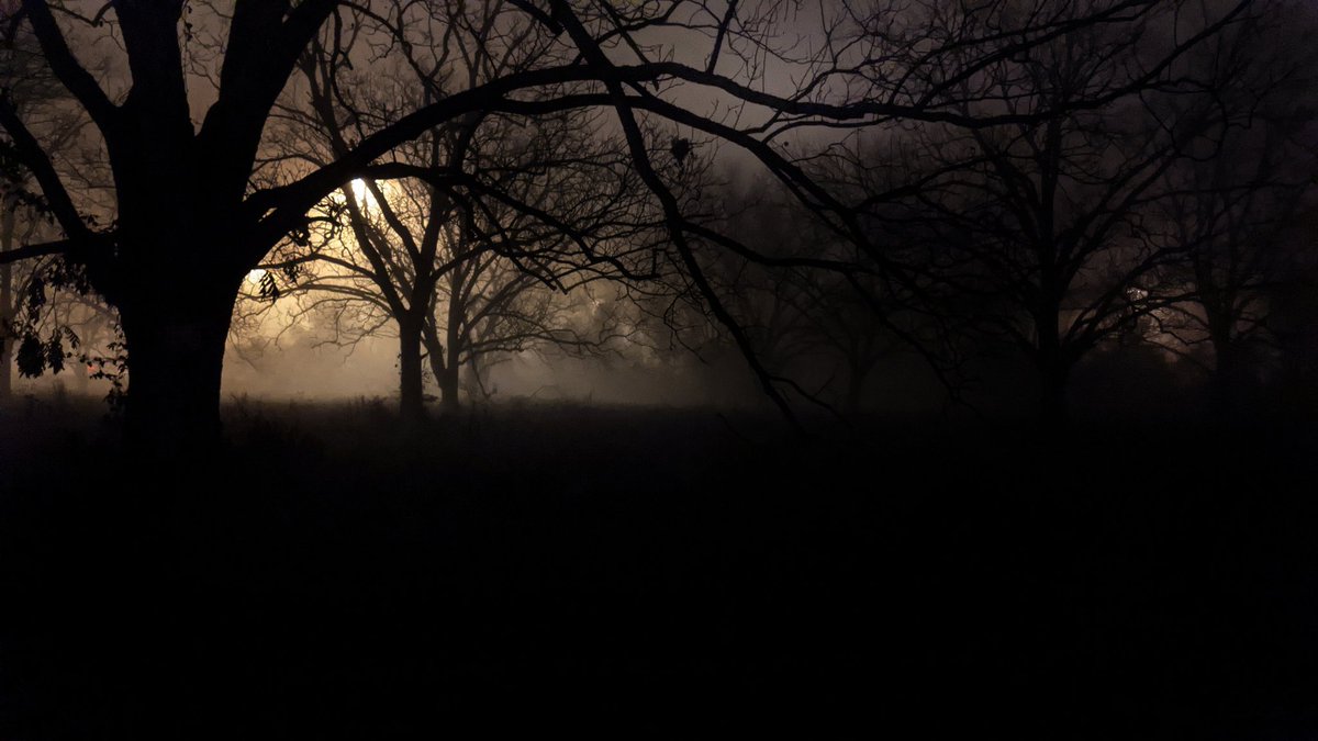 AprilMonstar's tweet image. Took these last night. The fog and trees practically begged me to.