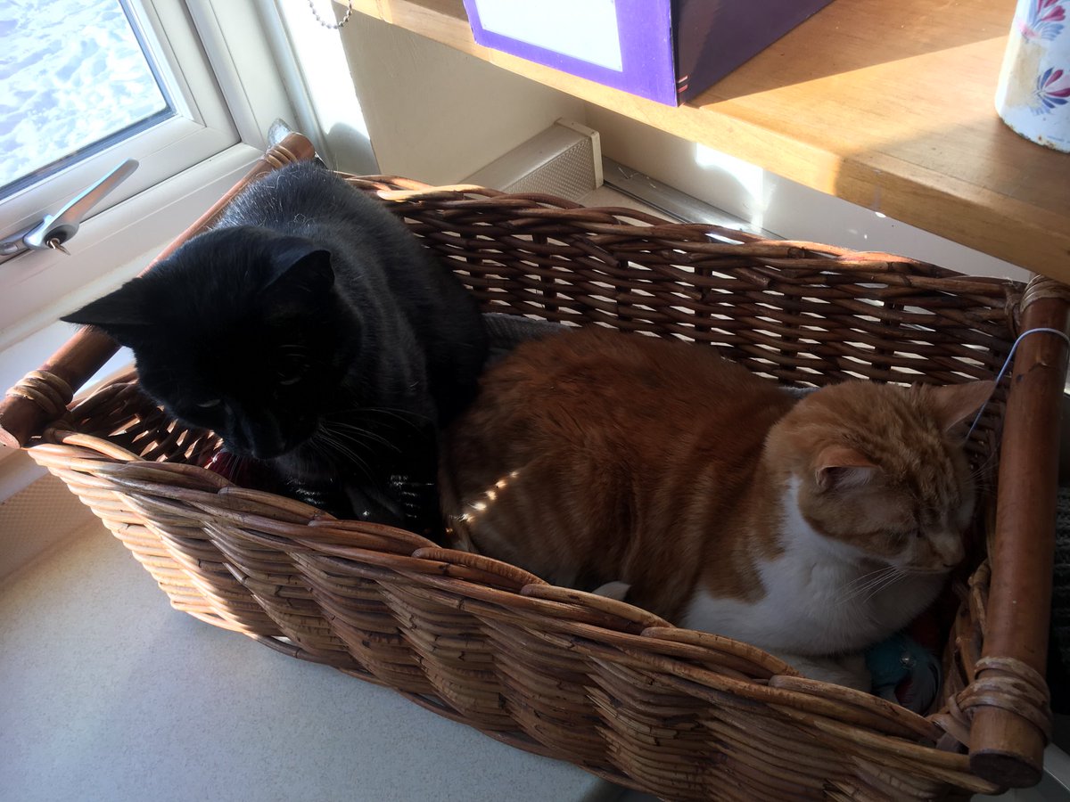 WindmillLodge's tweet photo. Pippin &amp; Dingo are snuggled up during the cold spell. https://t.co/iMJ8B4DF6S