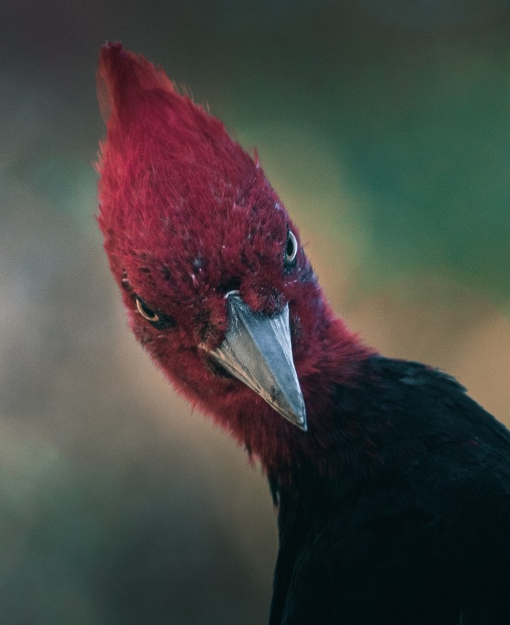 Los Parques Nacionales son esenciales para mantener los procesos naturales que dan forma a la diversidad de vida de nuestro planeta. La Ruta de los Parques es un camino de conservación, patrimonio protegido de todos los chilenos | rutadelosparques.org | 📷: birdsofpatagonia