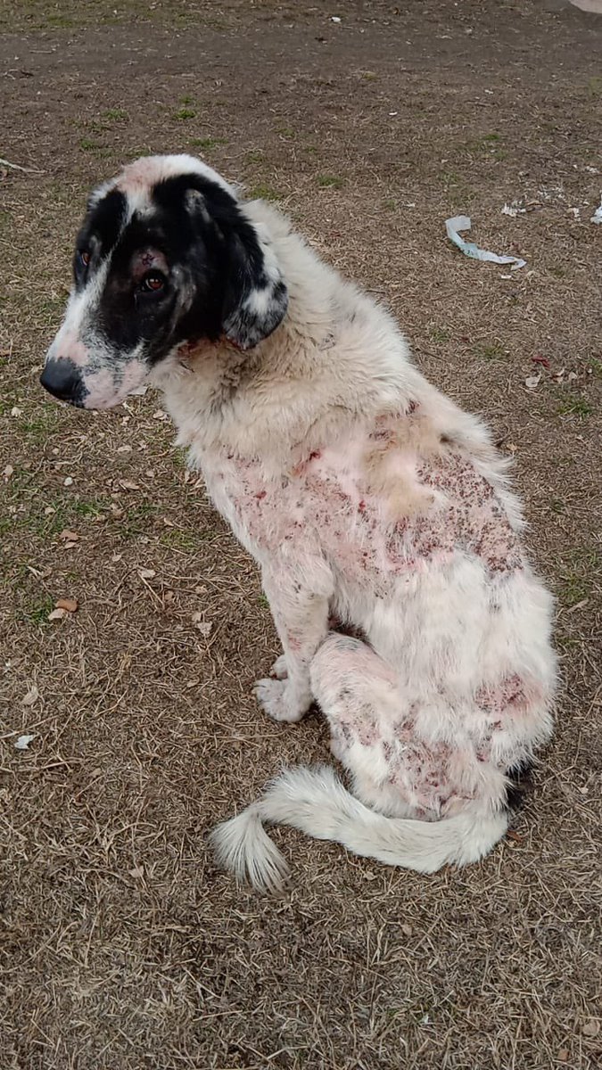 Animal Rescue Kashmir (@ark_foundation_) / Twitter Animal Rescue Kashmir (@ark_foundation_) / Twitter