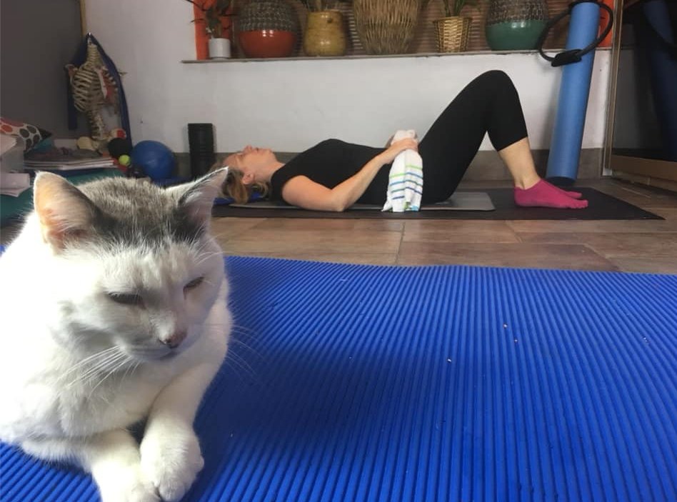 LifeFitWellness's tweet photo. Who's all joining Arlene and Harry the cat for some virtual #Pilates tomorrow morning 8.15am?

Find out more about our physio-led #virtual Pilates classes here: https://t.co/awrqyK9DVf

#IamLifeFit #virtualpilates #pilateslover #pilatesforall #exercise #strongback #strongcore https://t.co/2Pit6uILHr