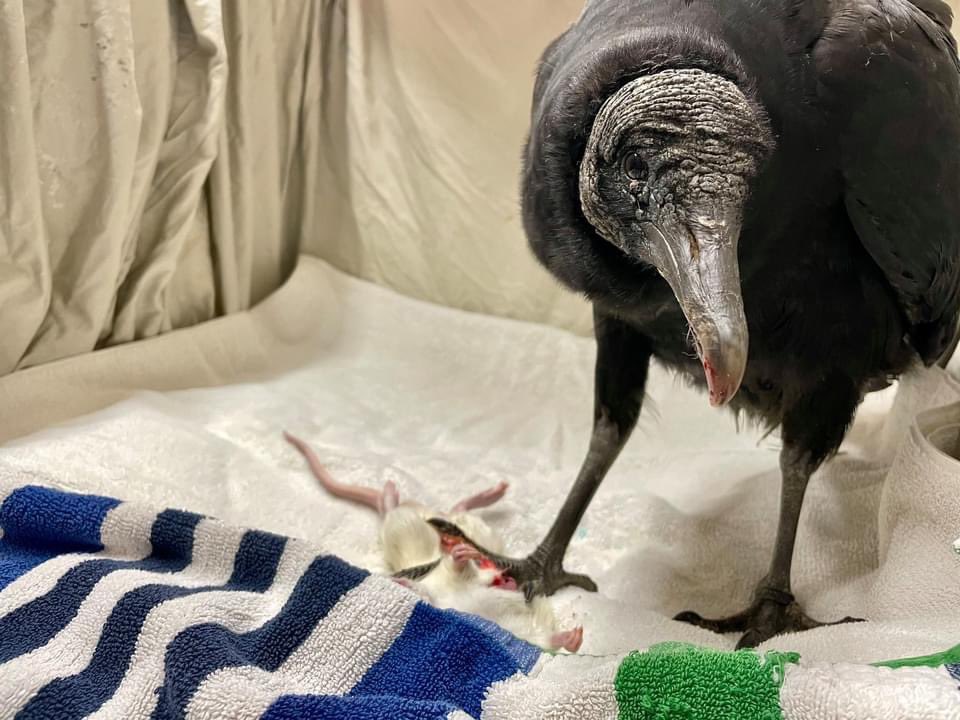 To our surprise & delight, this vulture is alive & is showing signs of improvement, even starting to eat on its own. Blood lead levels sent out came back at nearly 2,000mcg/dL, & are now around 300. While this bird isn’t out of the woods yet, we’re continuing treatment.