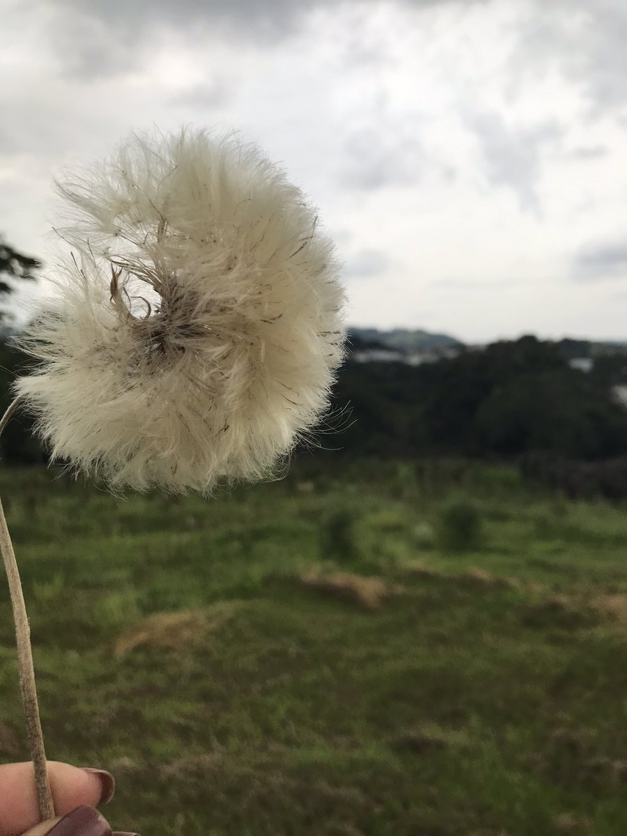 apenasumarafa's tweet photo. alguem sabe o nome ?
#flor #nublado #paz✌🏼 https://t.co/QiN2JaIW8H