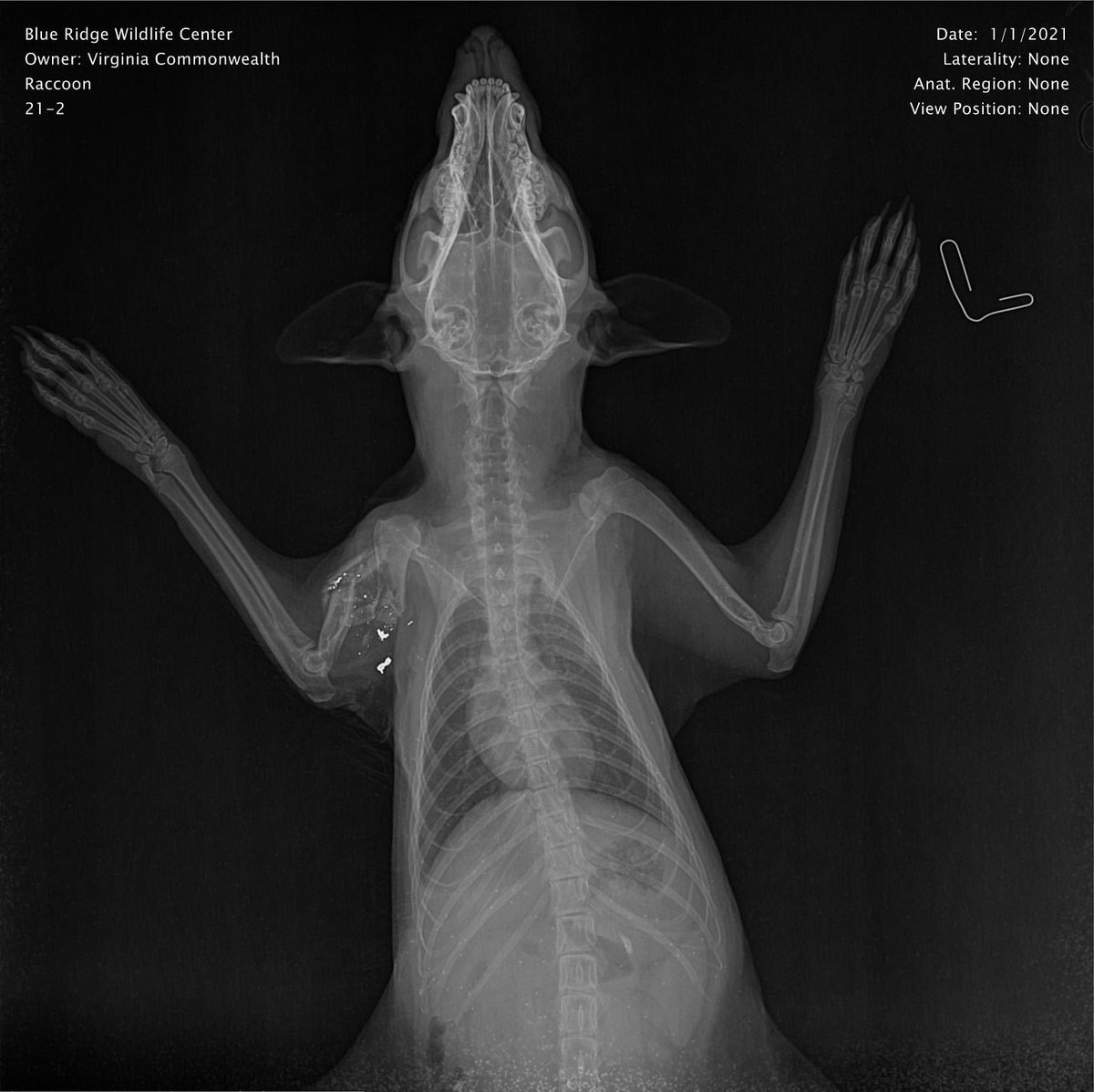 If you hunt, please switch to non-toxic ammo & don’t leave gut piles accessible to scavengers. If you shoot “nuisance” wildlife, don’t use lead & don’t leave bodies out where scavengers can access them. Better yet, call us first to discuss non-lethal options!