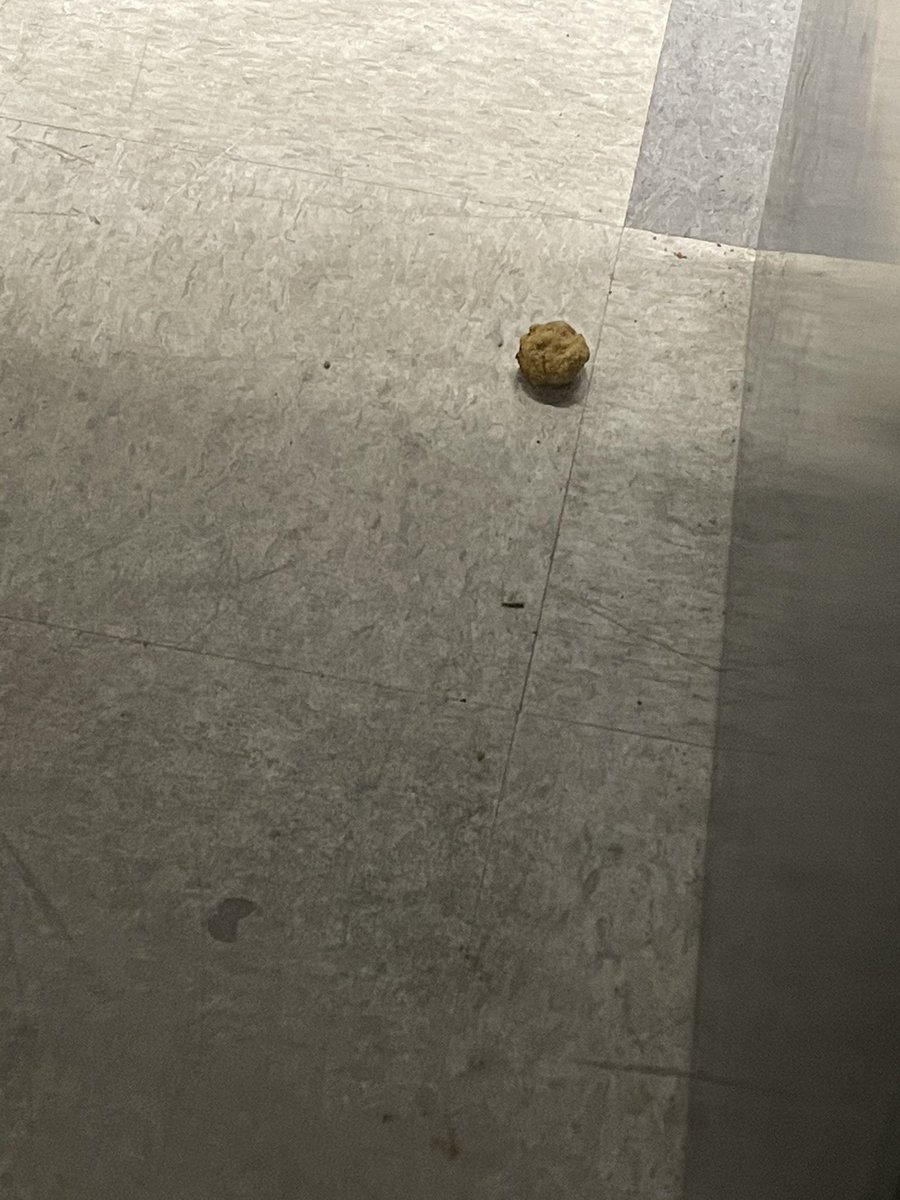 TyWooley's tweet photo. You guys. I lost my poor meatball today. 😭 #RIPMeatball https://t.co/BK8zaD3ExG