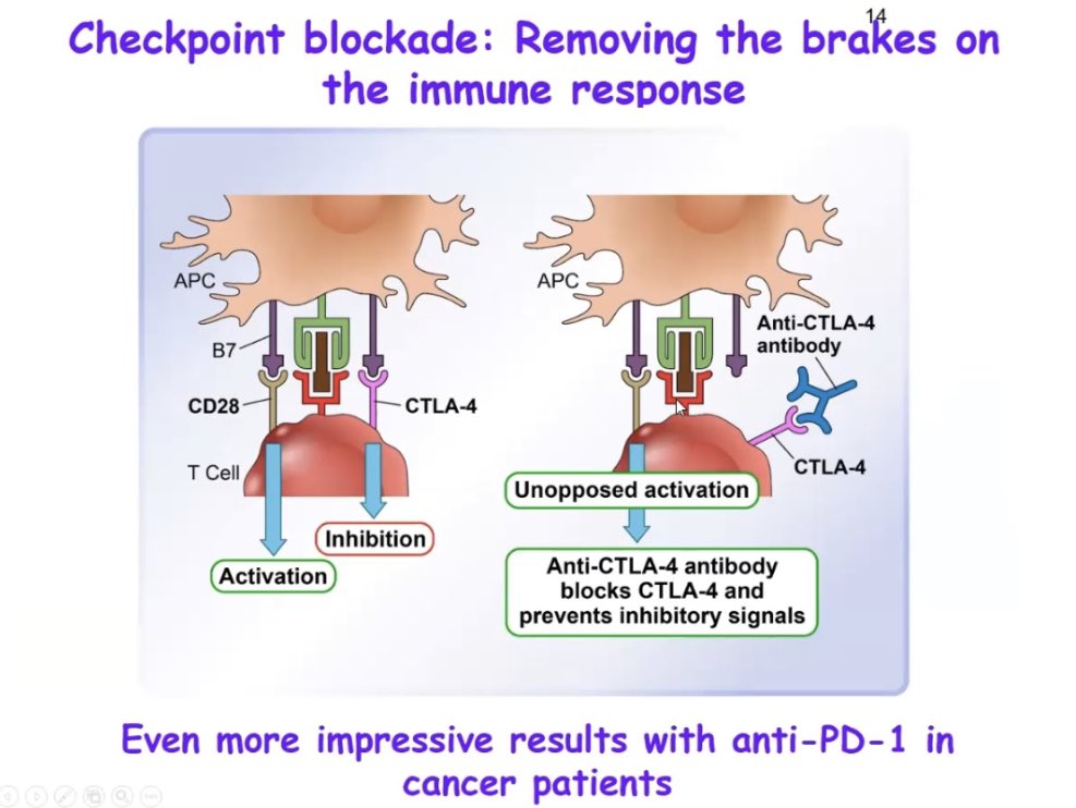 GEAS_SEMI's tweet photo. #23TenTopics 
Dr. Yehuda Shoenfeld
ASIA syndrome in 2021
#Autoimmune #pathogenesis 
#Checkpoint #inhibitors
#SEMITuit @GEAS_SEMI https://t.co/9xwyiita6c