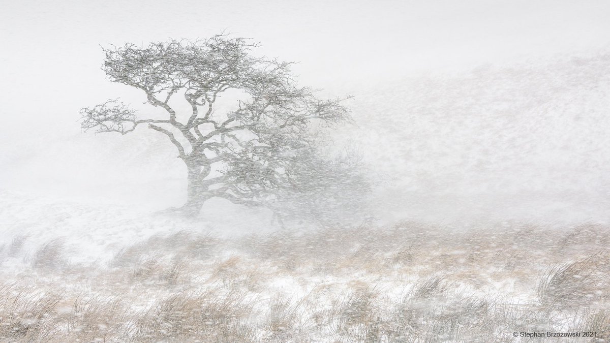 stephanbrz's tweet image. Windswept trees, spindrift, snow, frost and fog  #EastFellside #Cumbria. #winter