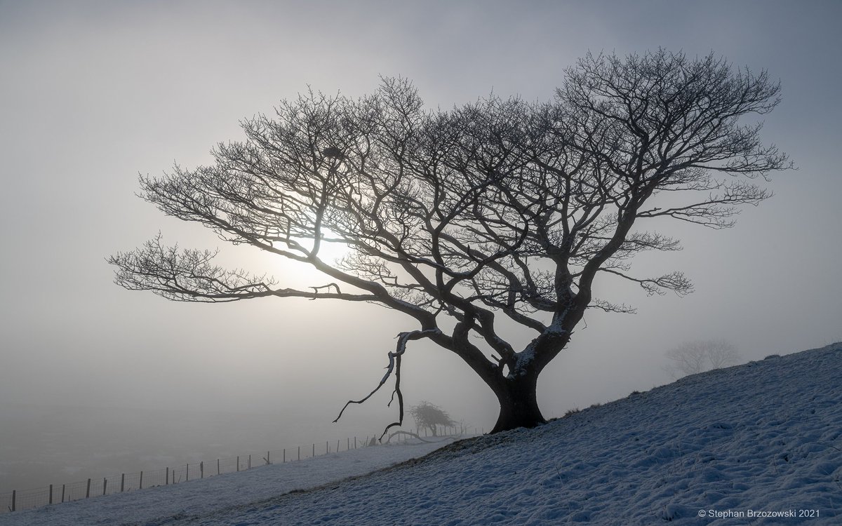 stephanbrz's tweet image. Windswept trees, spindrift, snow, frost and fog  #EastFellside #Cumbria. #winter