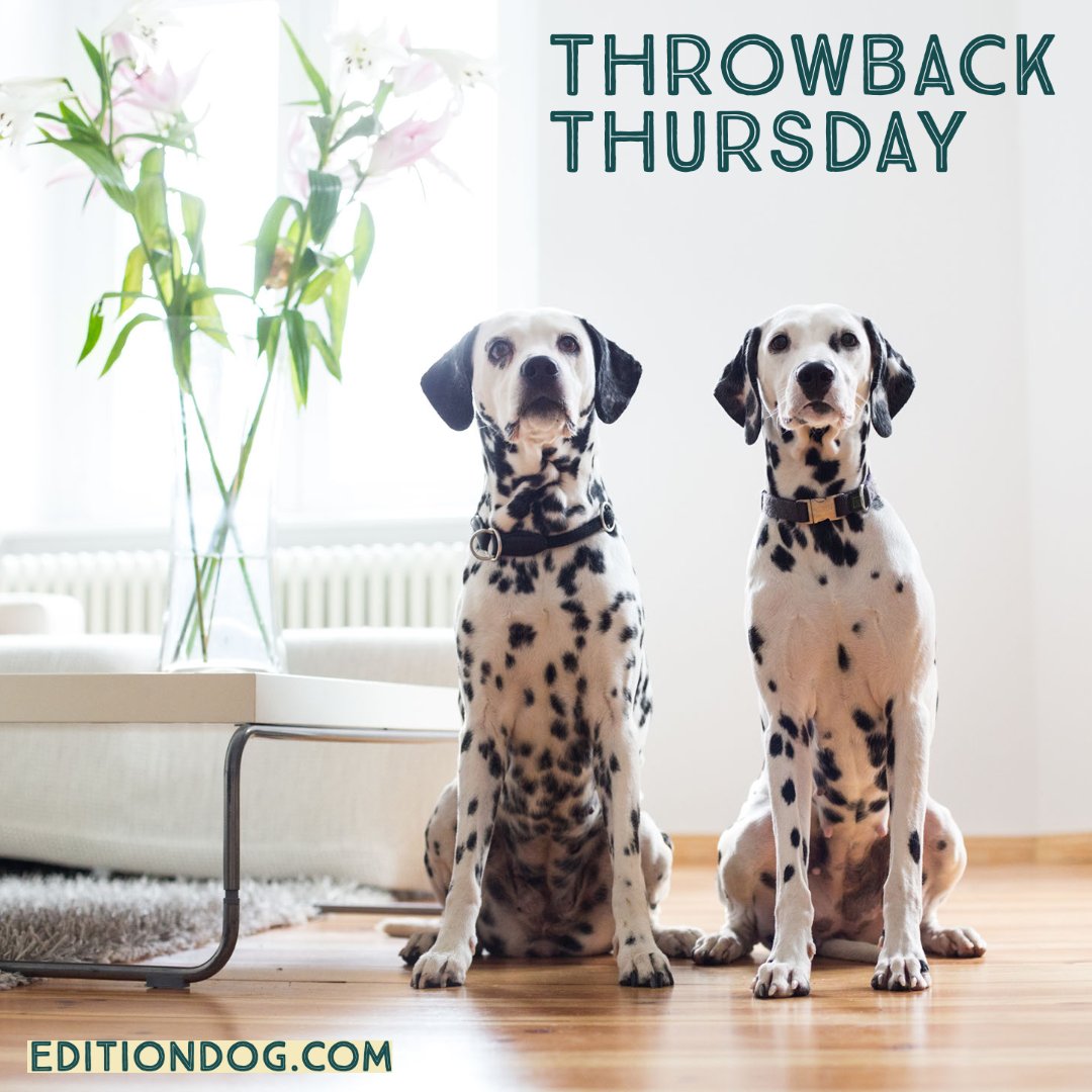 It's #ThrowbackThursday and we are looking back at Issue 14 of Edition Dog

A leopard can’t change their spots but a Dalmatian wouldn’t want to. In Issue 14, we found out more about the bouncing, boisterous breed.

#Fursday #EditionDog