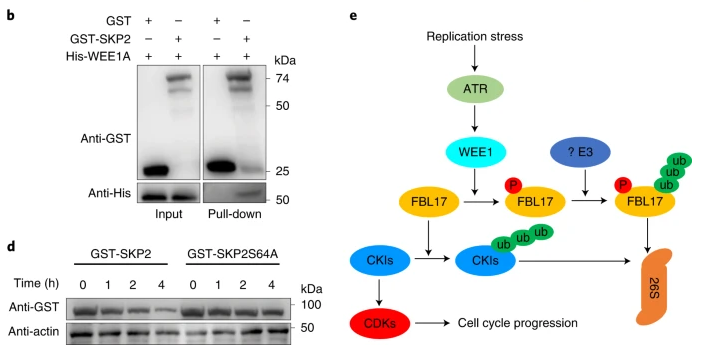 NaturePlants's tweet photo. New Article: "A novel WEE1 pathway for replication stress responses" https://t.co/KEDdL4jwPF

WEE1 is found to regulate CDKs via an indirect pathway involving the E3 ligase FBL17 and CDK inhibitors, a mechanism probably shared between plants and humans. https://t.co/YIS5PRYWA5