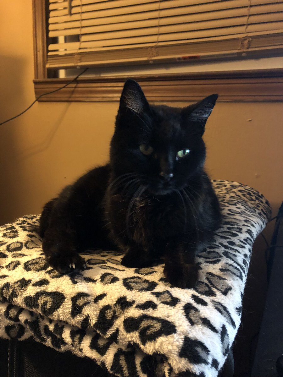 Frinigus tweet media