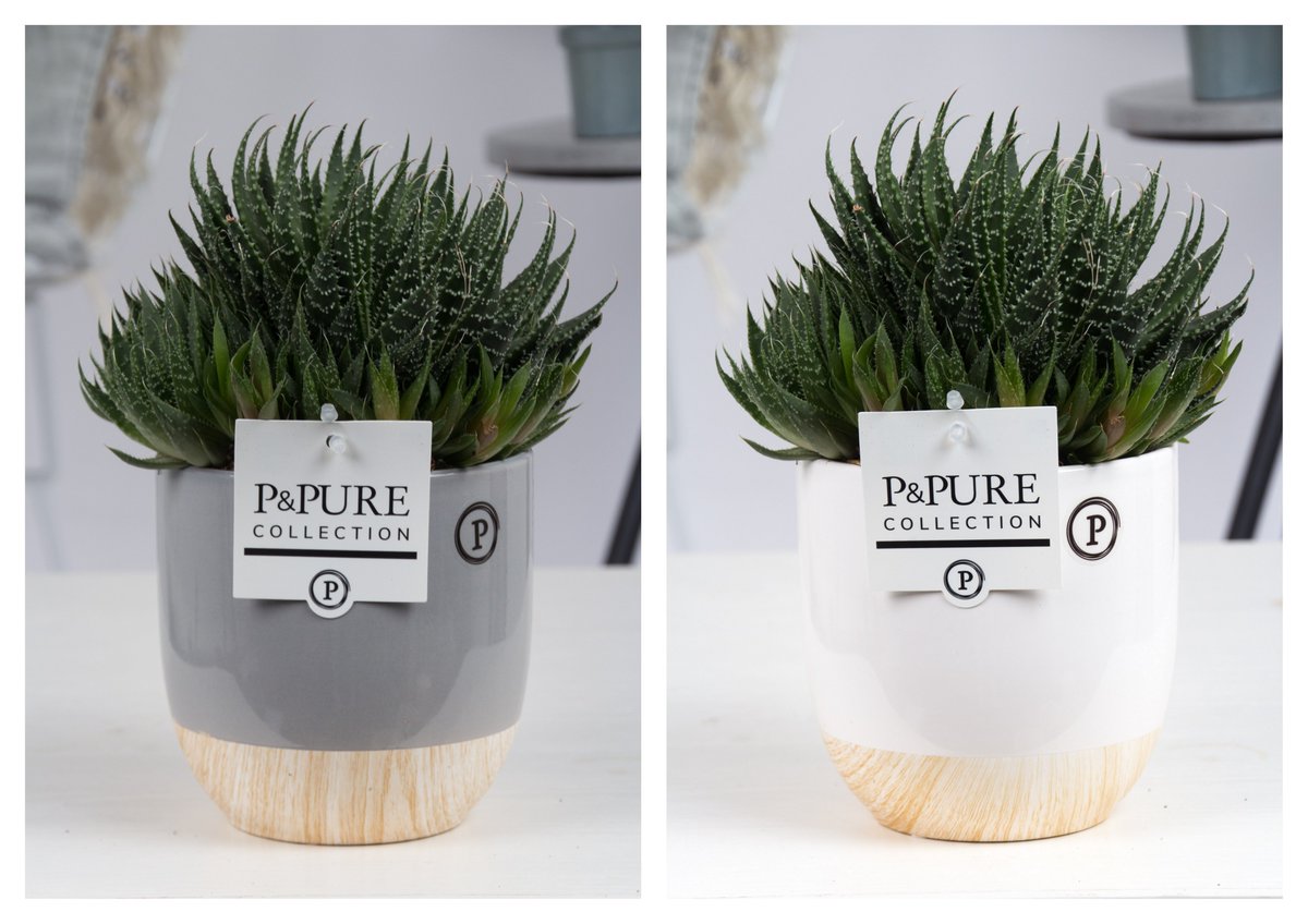 Door het #weer van afgelopen week hebben we enige #vertraging opgelopen waardoor we ook #morgenweerverder gaan .. voor #vandaag tonen we dan nog de #Aloe #Aristata in #Emily keramiek in 2 kleuren. Verkrijgbaar <a href="/CactusStolk/">Cactuskwekerij Stolk</a>, <a href="/SurePlants/">SurePlants</a> en <a href="/PPurecollection/">P&Pure Collection</a>.