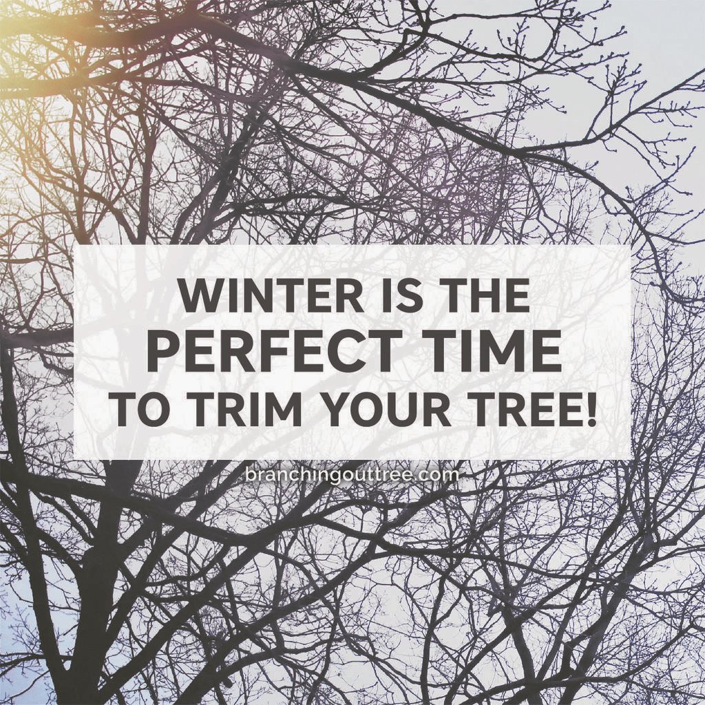BranchingOutAZ's tweet photo. Many people believe that tree trimming cannot be done during the fall or winter months, but this is the ideal time to trim! Read more on our website: https://t.co/zpRShuynVQ https://t.co/vKmnTTiNhl