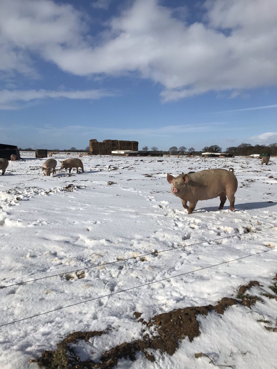 Not many pigs in the world get to play in the snow #FreeRangePork