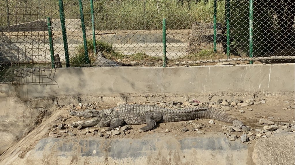 Lake Haleji @ 10:00 x unbothered mr croc