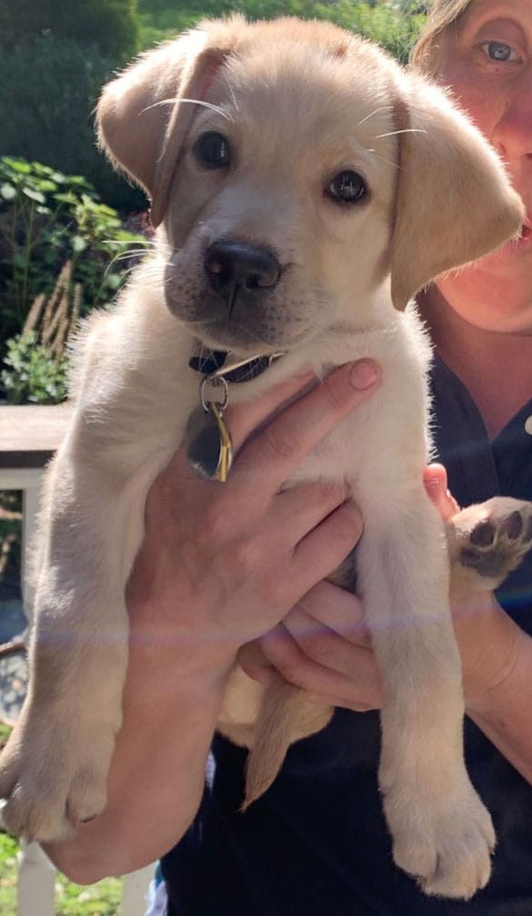 IBMwatsonx's tweet image. #IBMWatson partnered with @GuidingEyes to process more than 20 years of unstructured behavioral data— from both human and canine — to predict the best match between the trainer and seeing-eye puppy: ibm.co/3aL28pV 🐶 💡