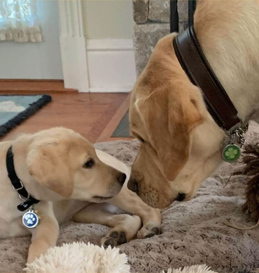 IBMwatsonx's tweet image. #IBMWatson partnered with @GuidingEyes to process more than 20 years of unstructured behavioral data— from both human and canine — to predict the best match between the trainer and seeing-eye puppy: ibm.co/3aL28pV 🐶 💡