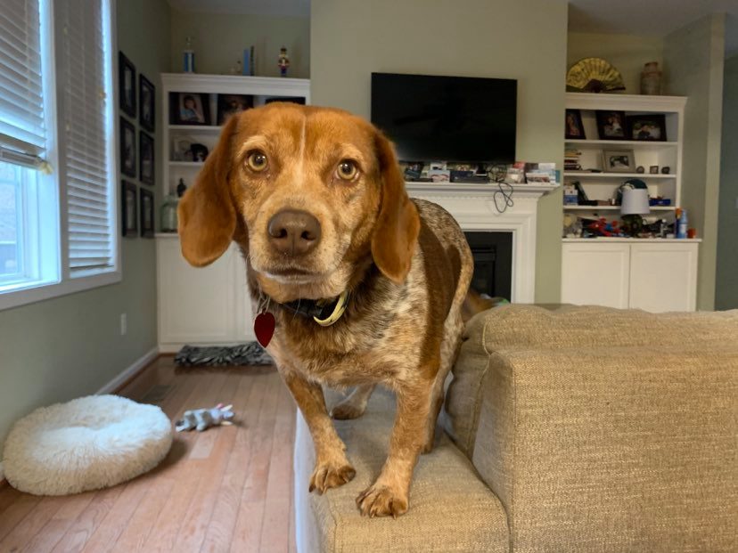 TriBeagles's tweet image. Meet the beagles 2/21 from 1-3 PM @Unleashed_SH facebook.com/events/2133950…