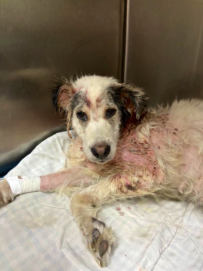 patitasalrescue's tweet photo. Ella es Visi, la rescatamos de Tres de Febrero, tenia familia pero no la cuidaban y terminó en este estado. Llena de lastimaduras y agujeros en la piel, toda agusanada. 
Apenas llegó a la vete quedó internada y necesitó de una transfusión. 
Bienvenida Visi a Patitas al Rescate! https://t.co/02T62XyTHq