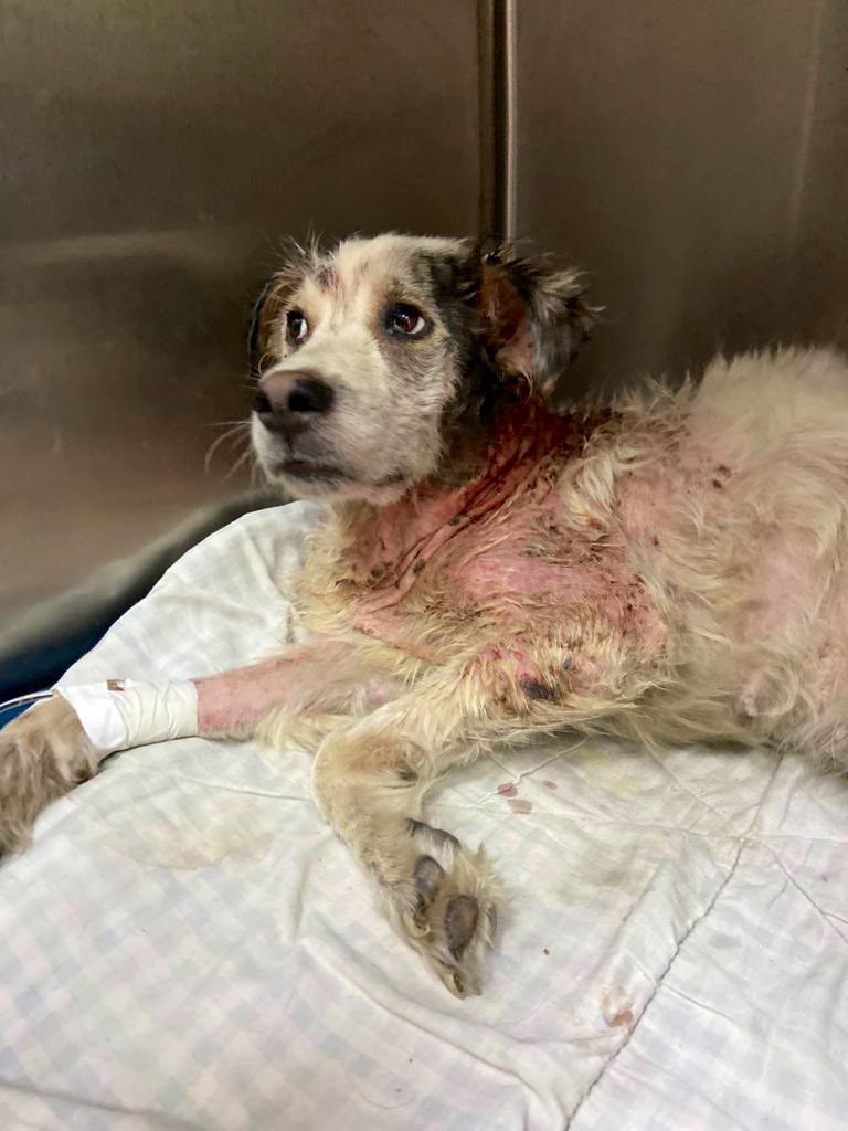 patitasalrescue's tweet photo. Ella es Visi, la rescatamos de Tres de Febrero, tenia familia pero no la cuidaban y terminó en este estado. Llena de lastimaduras y agujeros en la piel, toda agusanada. 
Apenas llegó a la vete quedó internada y necesitó de una transfusión. 
Bienvenida Visi a Patitas al Rescate! https://t.co/02T62XyTHq