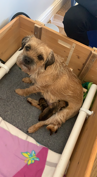 QES_Starting's tweet photo. Massive congratulations to Evie's family - their dog has just had two puppies, a boy and a girl! #petsofQES #LifeIsAboutMoreThanMoneyAndMaterialThings https://t.co/EzVrDoGRWs
