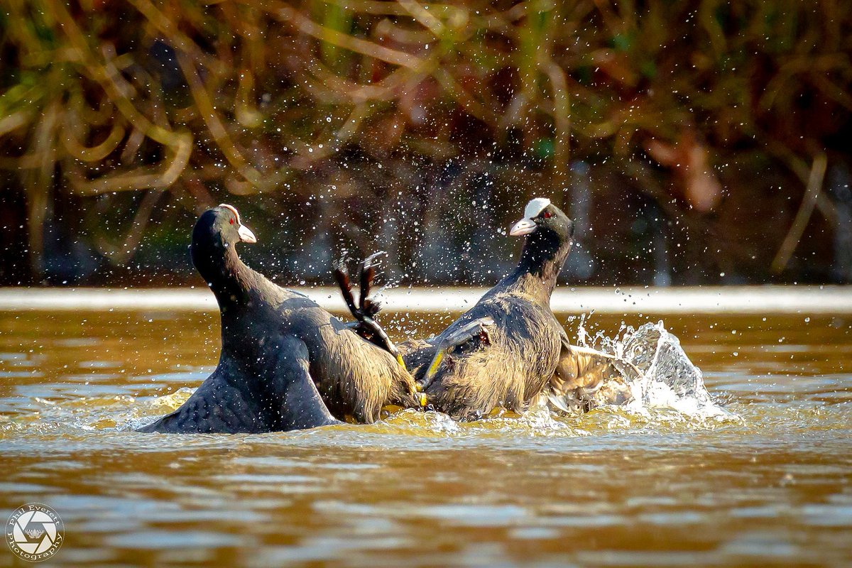 Coot fight! 

#birds #birdfight #wildlifephotography #coots  @ThePhotoHour @Natures_Voice @BBOWT @BBCSpringwatch