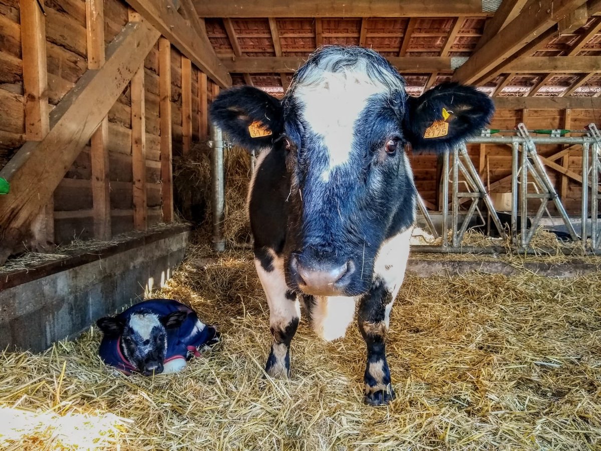Provinciale domeinen (@dedomeinen) on Twitter photo Prachtig jong leven in de bioboerderij van #provinciedomein De Averegten (<a href="/heistodberg/">Heist-op-den-Berg</a>), welkom Dina, hier met haar trotse moeeee-der! facebook.com/DeAveregten/po… Prachtig jong leven in de bioboerderij van #provinciedomein De Averegten (<a href="/heistodberg/">Heist-op-den-Berg</a>), welkom Dina, hier met haar trotse moeeee-der! facebook.com/DeAveregten/po…