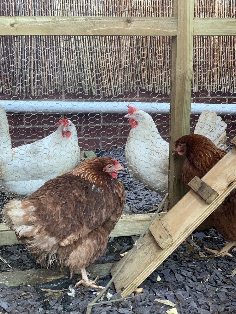 So far we have had some superb chicken names 🐓 don’t forget to tweet yours below! We will announce the winner tomorrow. We also have a special prize for 1st place 🏆 🍫 🥚