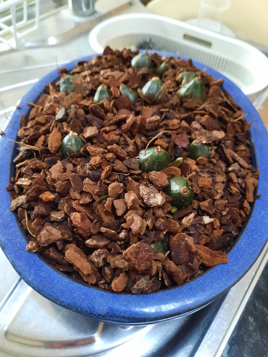 Sarah Whittaker🐾 tweet media