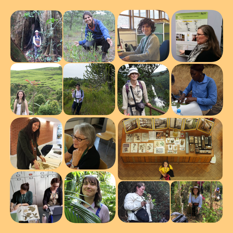 toral31KE's tweet photo. Proud to share the wonderful #WomenInScience in the Africa &amp; Madagacar Team at 
@KewScience @KewAfrica A multitude of talents and super #botanists! @WomenScienceDay #WomenInSTEM https://t.co/4siRviLvZR