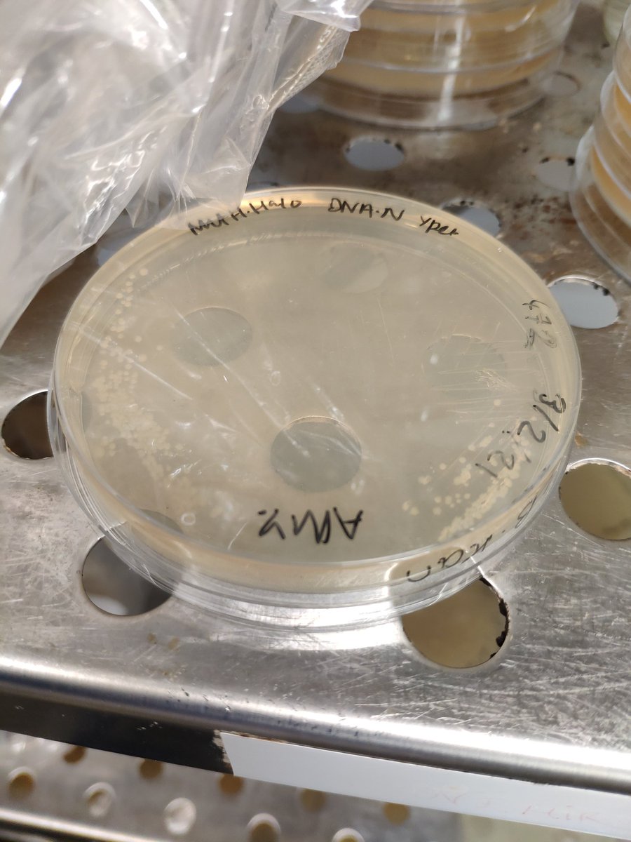 My day has so far consisted of 95% learning how to more efficiently program in Python, and 5% growing up my cells ready for imaging tomorrow 🔬

I feel so lucky to work in a field where I learn something new every day 💙
Happy #WomenInScienceDay to all my friends &amp; colleagues!