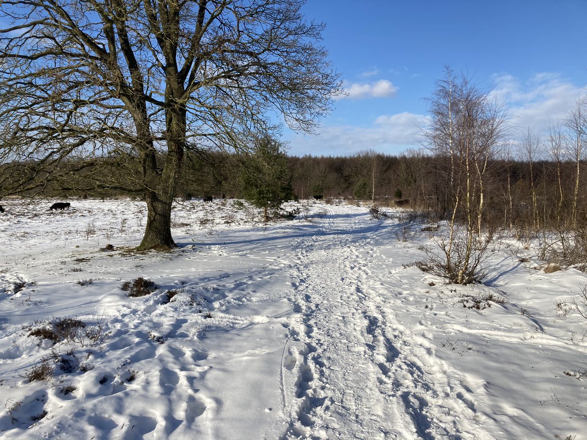 Fvanarendonk's tweet photo. Wandeling over het #wolvenspoor bij #schoonloo. Heerlijk in het zonnetje https://t.co/0gBdYlfZLT