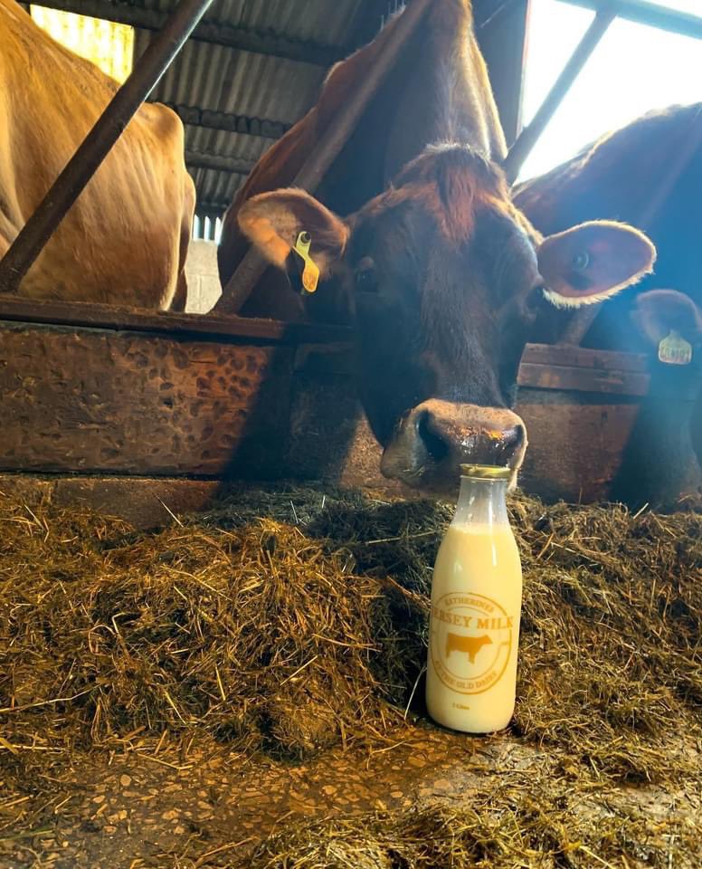 DavidsonsTech's tweet photo. Day 10 - J is for Jersey🐂

Aren’t they beautiful😍

All pictures taken by Katherines Jerseys📸

#Februdairy #jersey https://t.co/J4eBZtvJm1